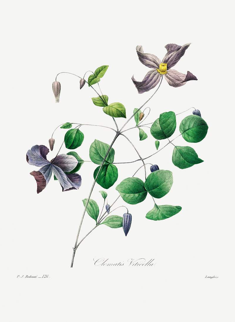 Virgin's bower by Pierre-Joseph Redouté (1759–1840). Original from Biodiversity Heritage Library. Digitally…