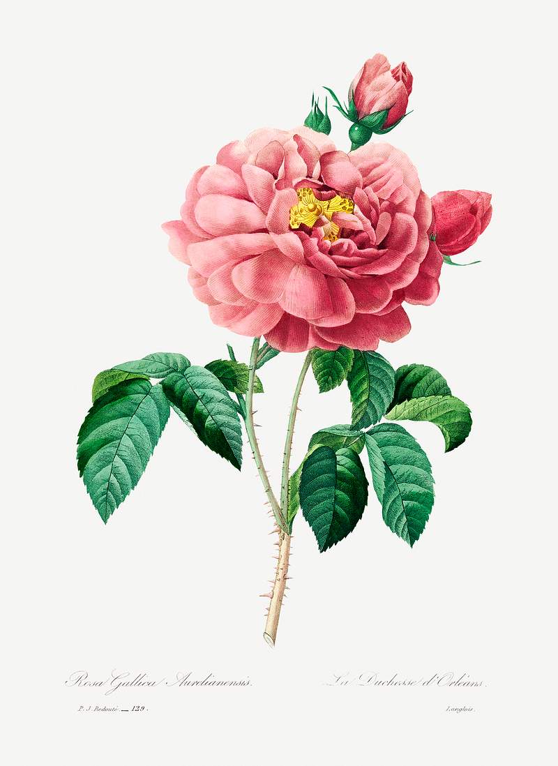 Pink rose by Pierre-Joseph Redouté (1759–1840). Original from Biodiversity Heritage Library. Digitally enhanced…