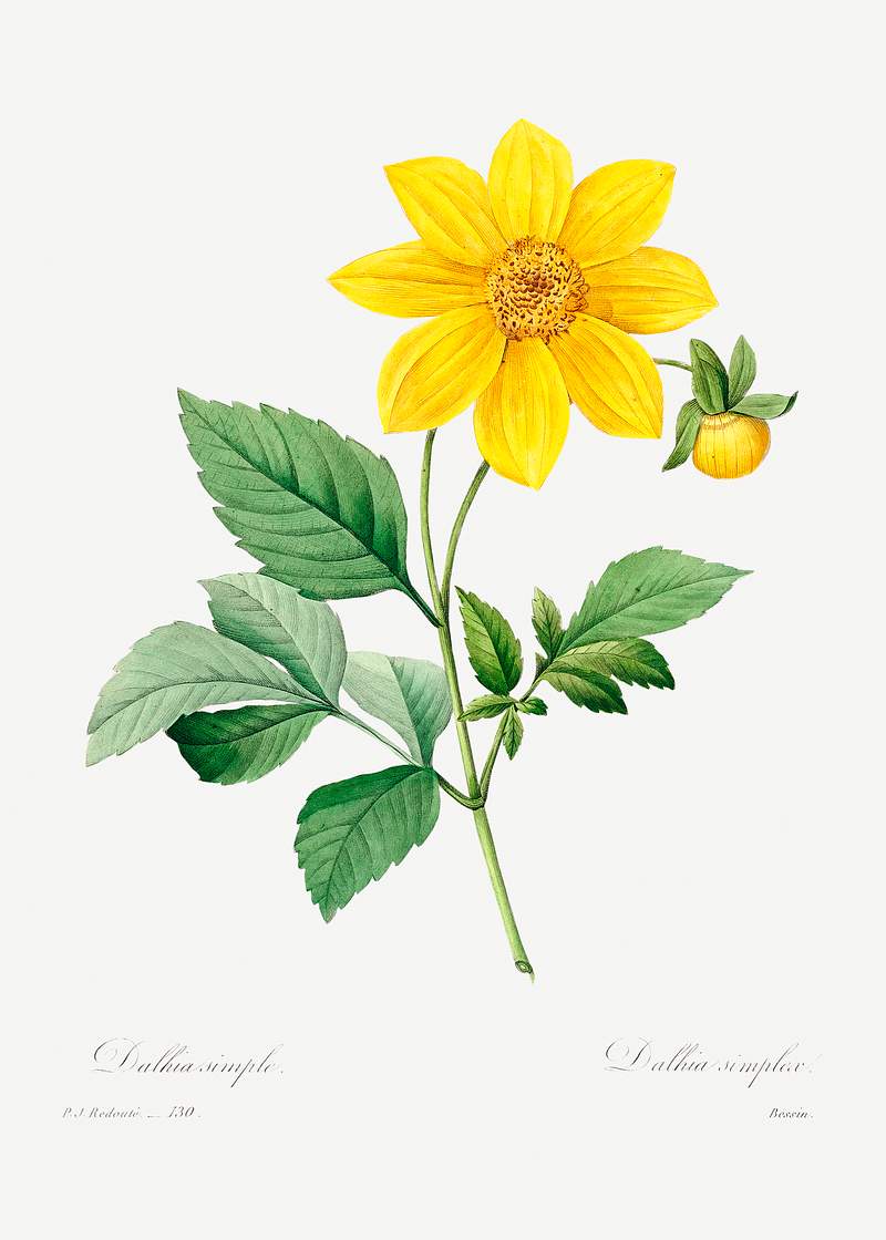 Dahlia by Pierre-Joseph Redouté (1759–1840). Original from Biodiversity Heritage Library. Digitally enhanced by…
