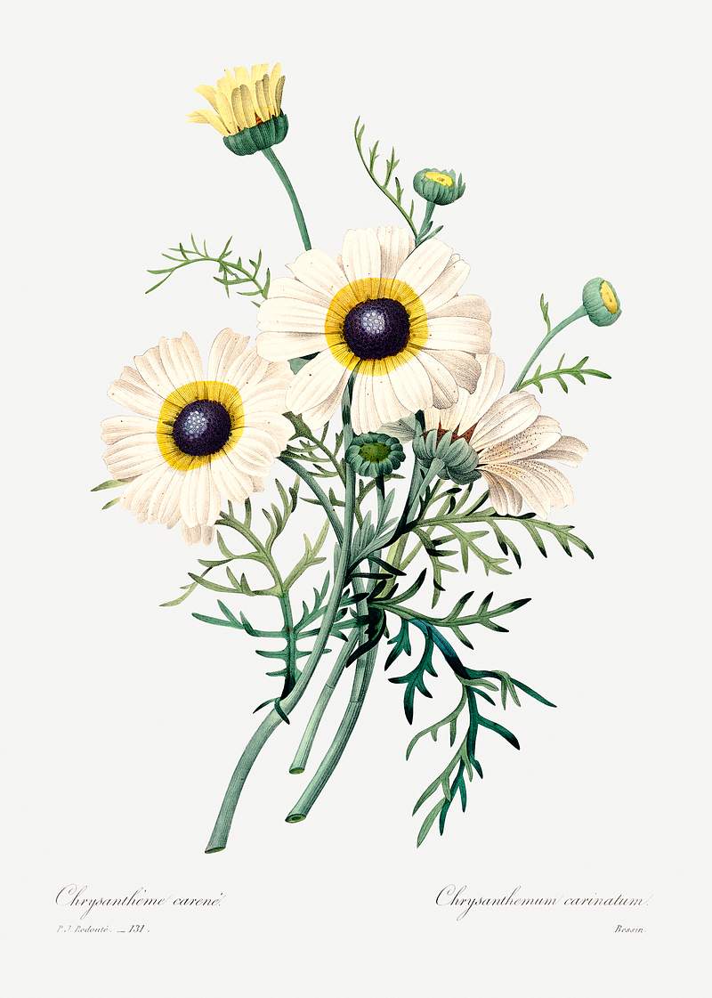 Antique plant drawn by Pierre-Joseph Redouté (1759–1840). Original from Biodiversity Heritage Library. Digitally…