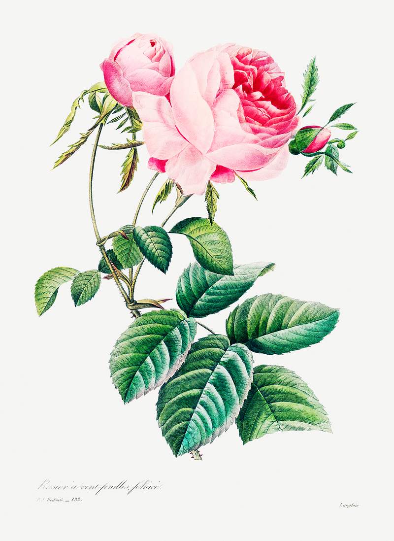 Cabbage rose by Pierre-Joseph Redouté (1759–1840). Original from Biodiversity Heritage Library. Digitally…