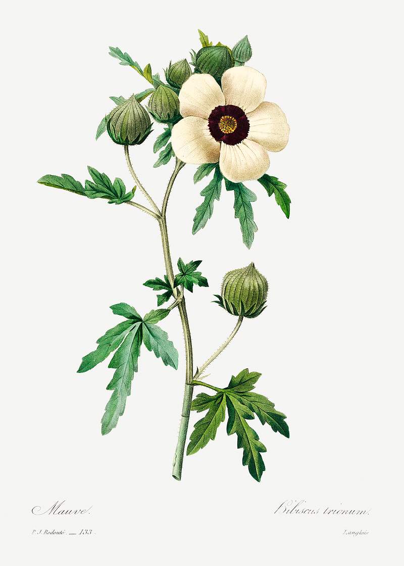 Venice mallow by Pierre-Joseph Redouté (1759–1840). Original from Biodiversity Heritage Library. Digitally…