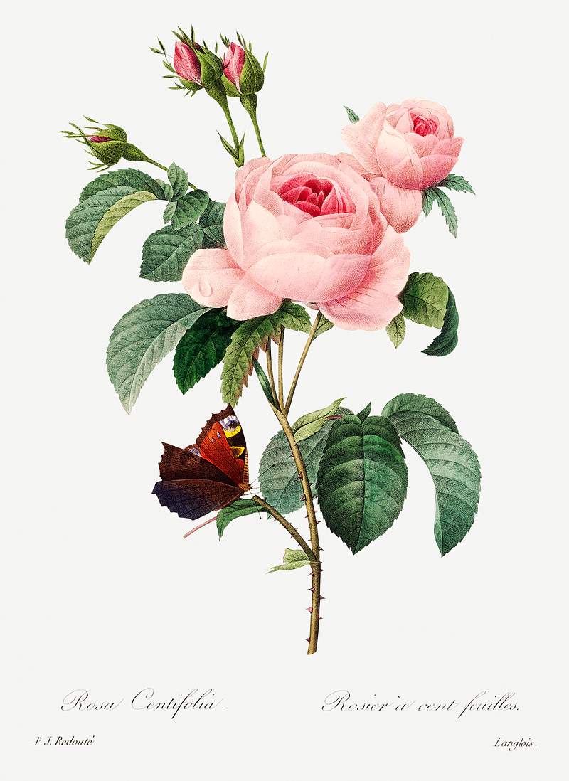 Cabbage rose by Pierre-Joseph Redouté (1759–1840). Original from Biodiversity Heritage Library. Digitally…