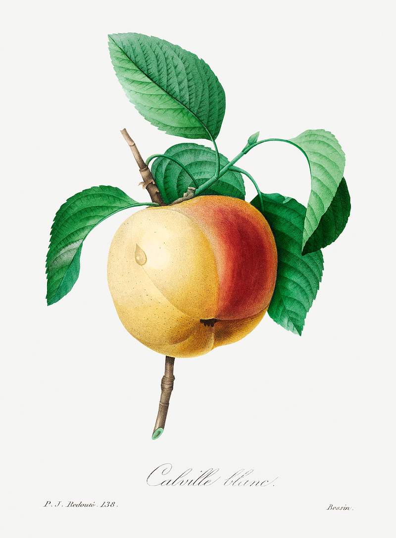 Apple by Pierre-Joseph Redouté (1759–1840). Original from Biodiversity Heritage Library. Digitally enhanced by…