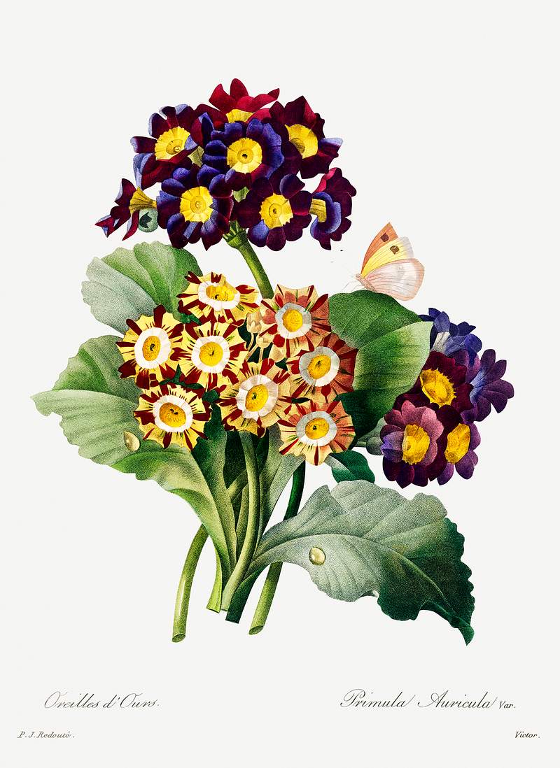 Primula auricula by Pierre-Joseph Redouté (1759–1840). Original from Biodiversity Heritage Library. Digitally…