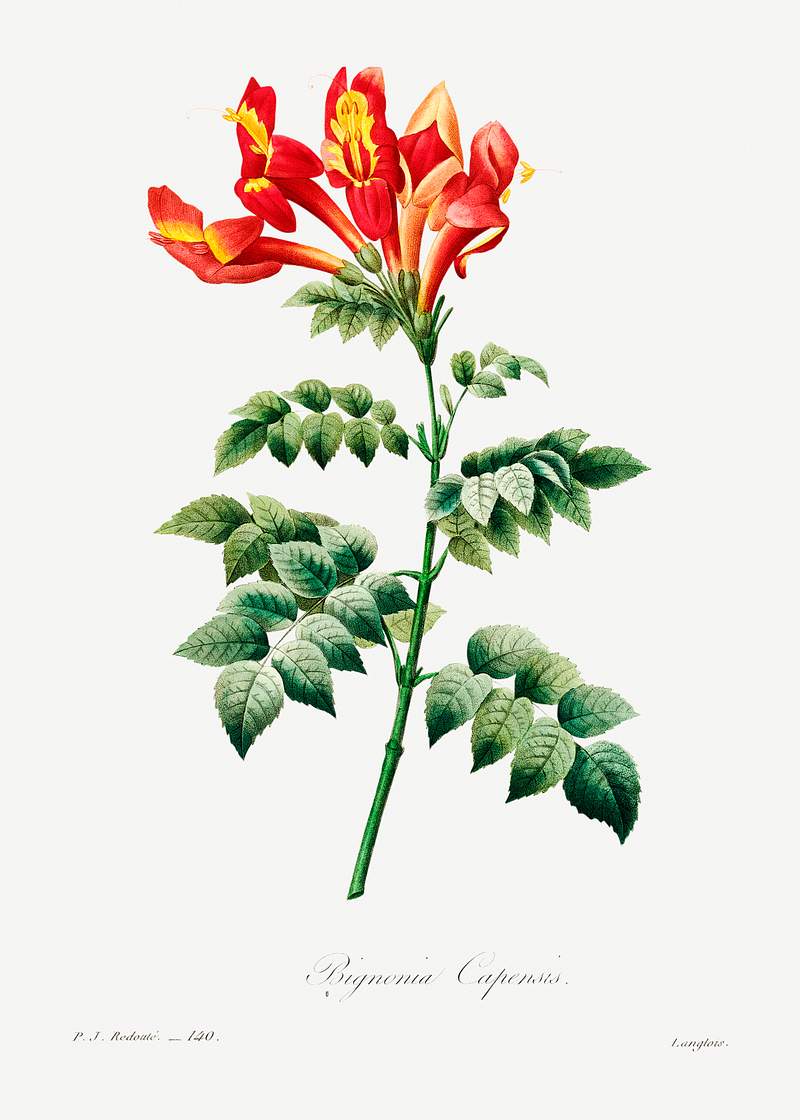 Bignonia capensis by Pierre-Joseph Redouté (1759–1840). Original from Biodiversity Heritage Library. Digitally…