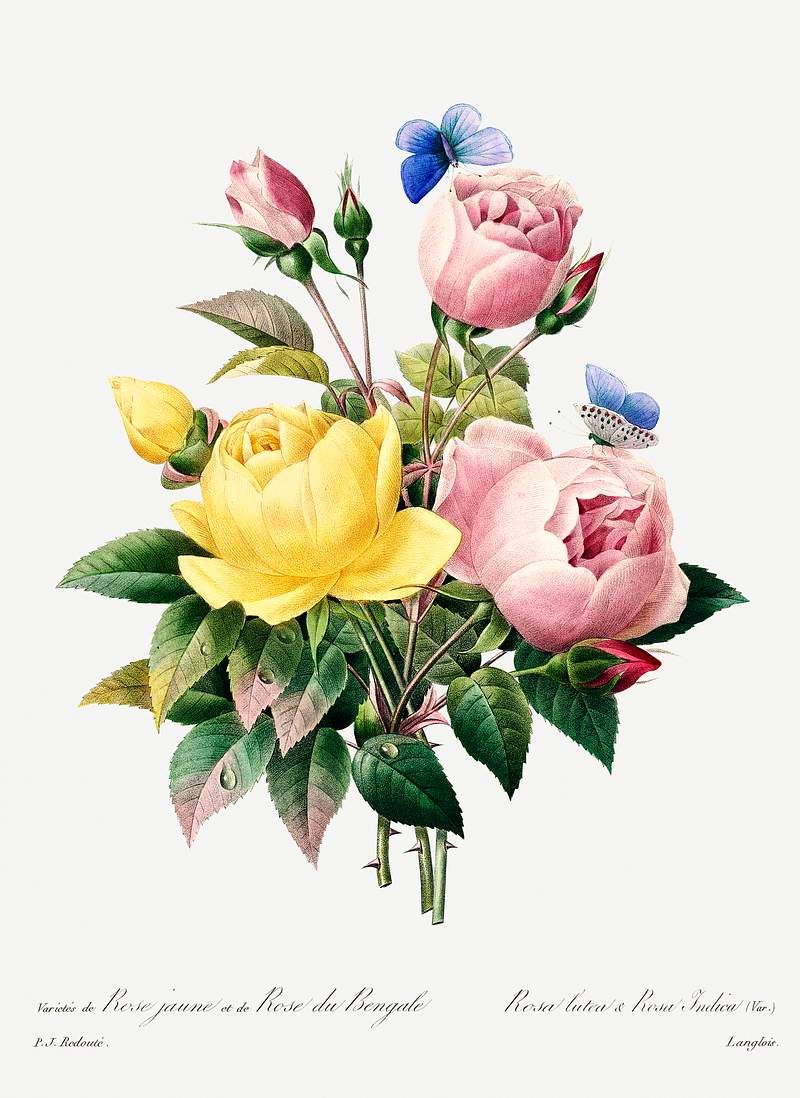 Yellow rose and cabbage rose by Pierre-Joseph Redouté (1759–1840). Original from Biodiversity Heritage Library.…
