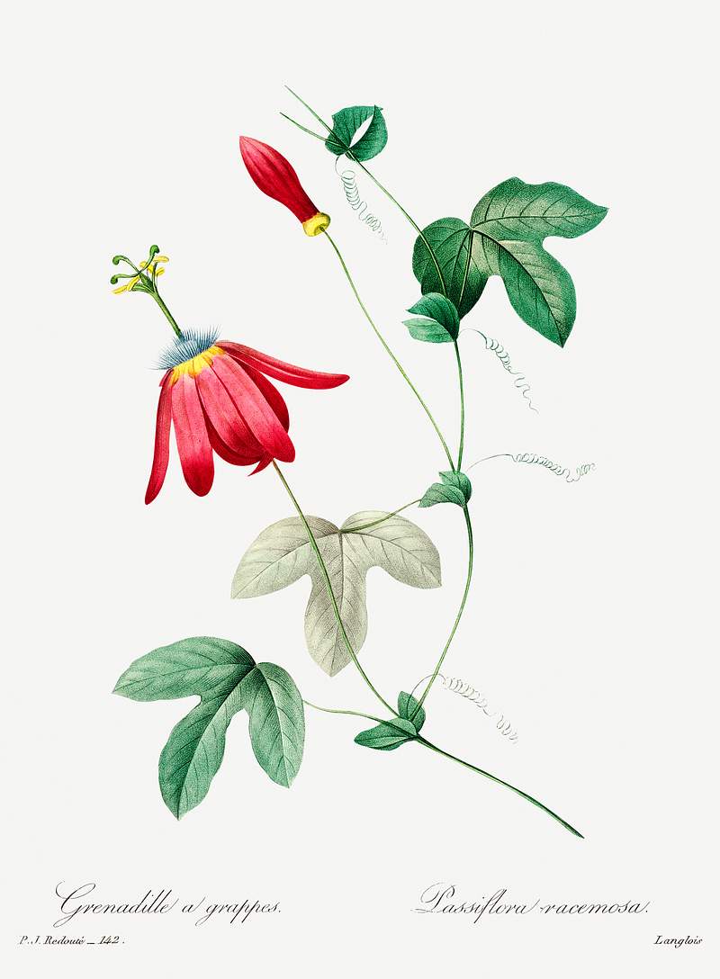 Red passion by Pierre-Joseph Redouté (1759–1840). Original from Biodiversity Heritage Library. Digitally…