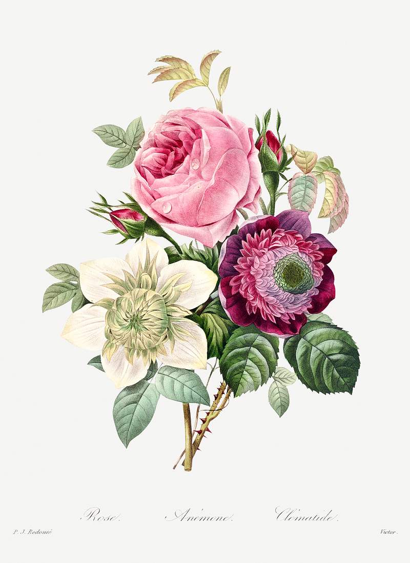 Anemone and cabbage rose by Pierre-Joseph Redouté (1759–1840). Original from Biodiversity Heritage Library.…