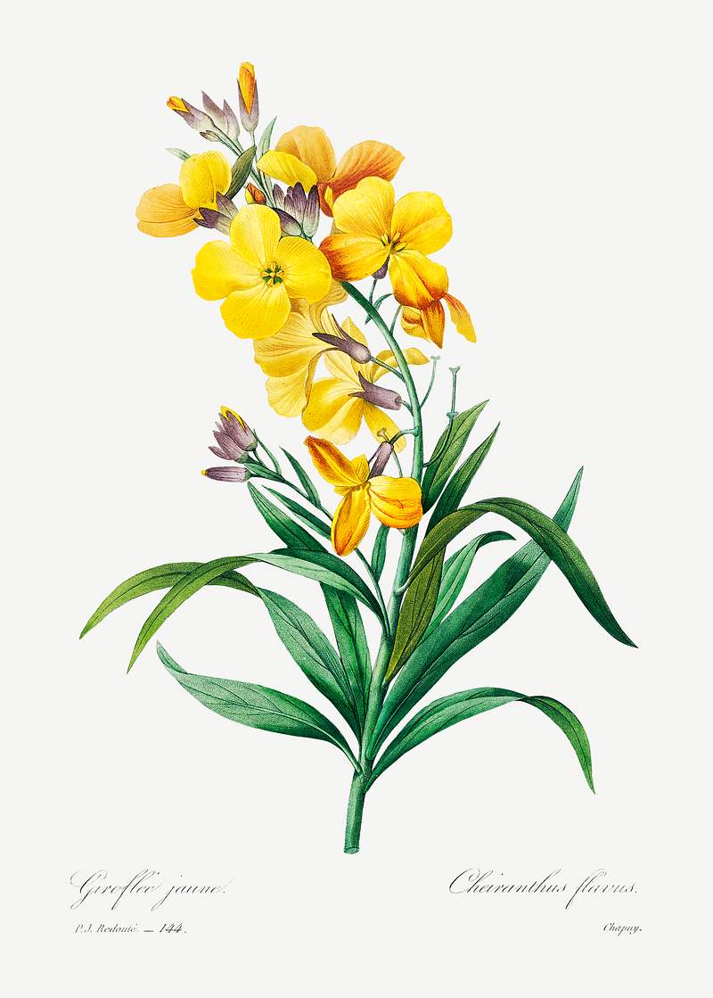 Wallflower by Pierre-Joseph Redouté (1759–1840). Original from Biodiversity Heritage Library. Digitally enhanced…