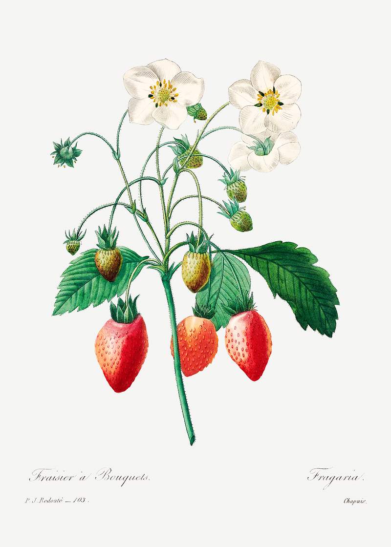 Strawberry by Pierre-Joseph Redouté (1759–1840). Original from Biodiversity Heritage Library. Digitally enhanced…
