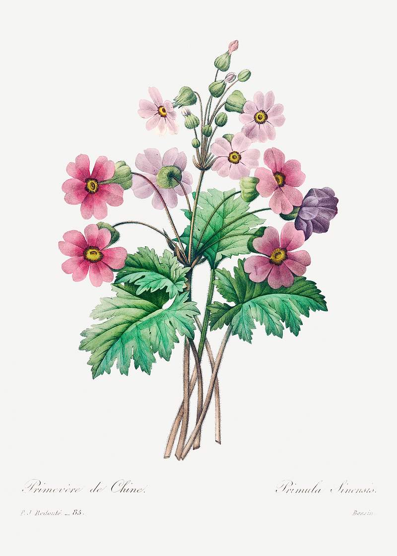 The Chinese primrose by Pierre-Joseph Redouté (1759–1840). Original from Biodiversity Heritage Library.…