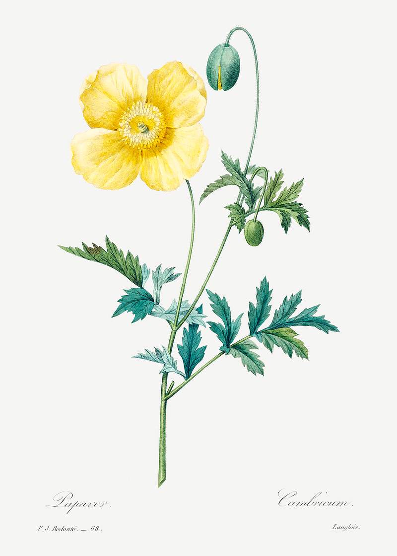 Welsh poppy by Pierre-Joseph Redouté (1759–1840). Original from Biodiversity Heritage Library. Digitally…