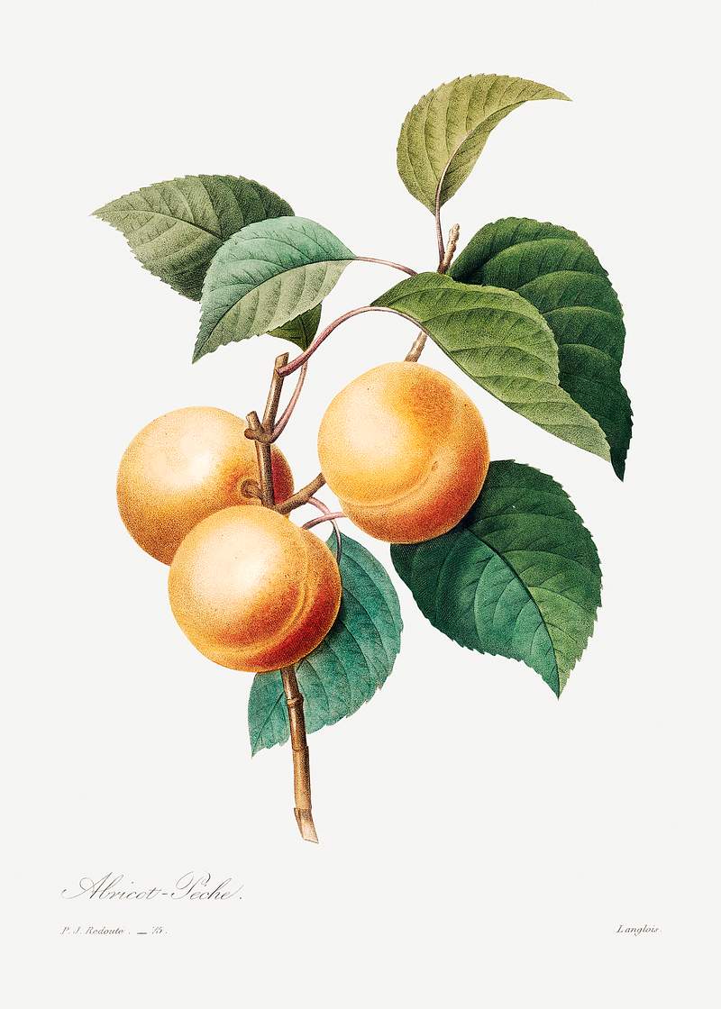 Peaches by Pierre-Joseph Redouté (1759–1840). Original from Biodiversity Heritage Library. Digitally enhanced by…