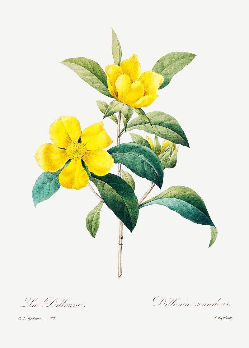 Golden guinea vine by Pierre-Joseph Redouté (1759–1840). Original from Biodiversity Heritage Library. Digitally…
