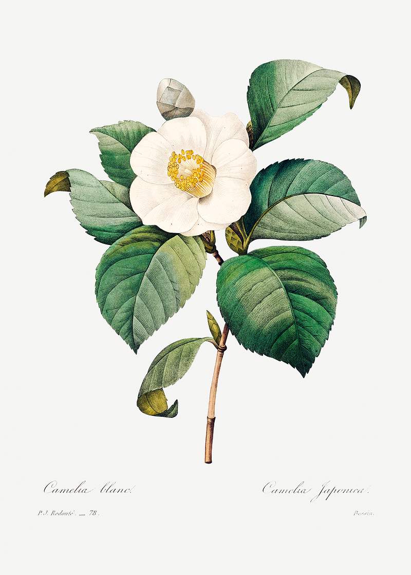 White Japanese camellia by Pierre-Joseph Redouté (1759–1840). Original from Biodiversity Heritage Library.…