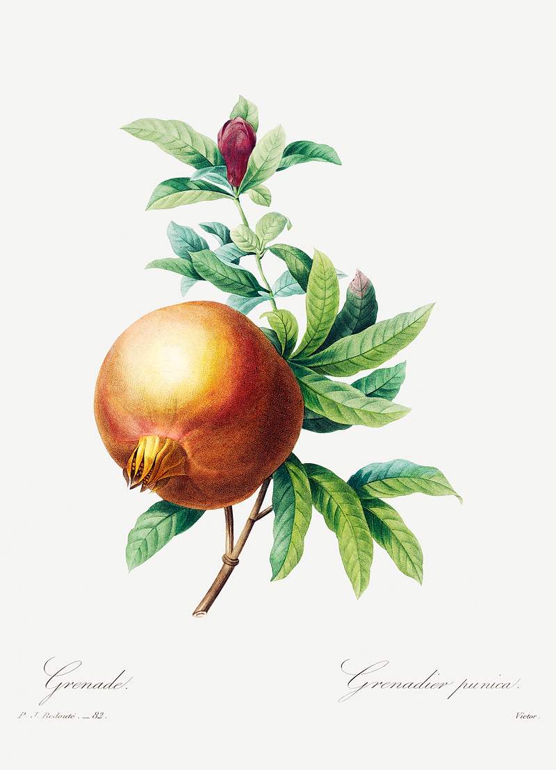 Pomegranate by Pierre-Joseph Redouté (1759–1840). Original from Biodiversity Heritage Library. Digitally…