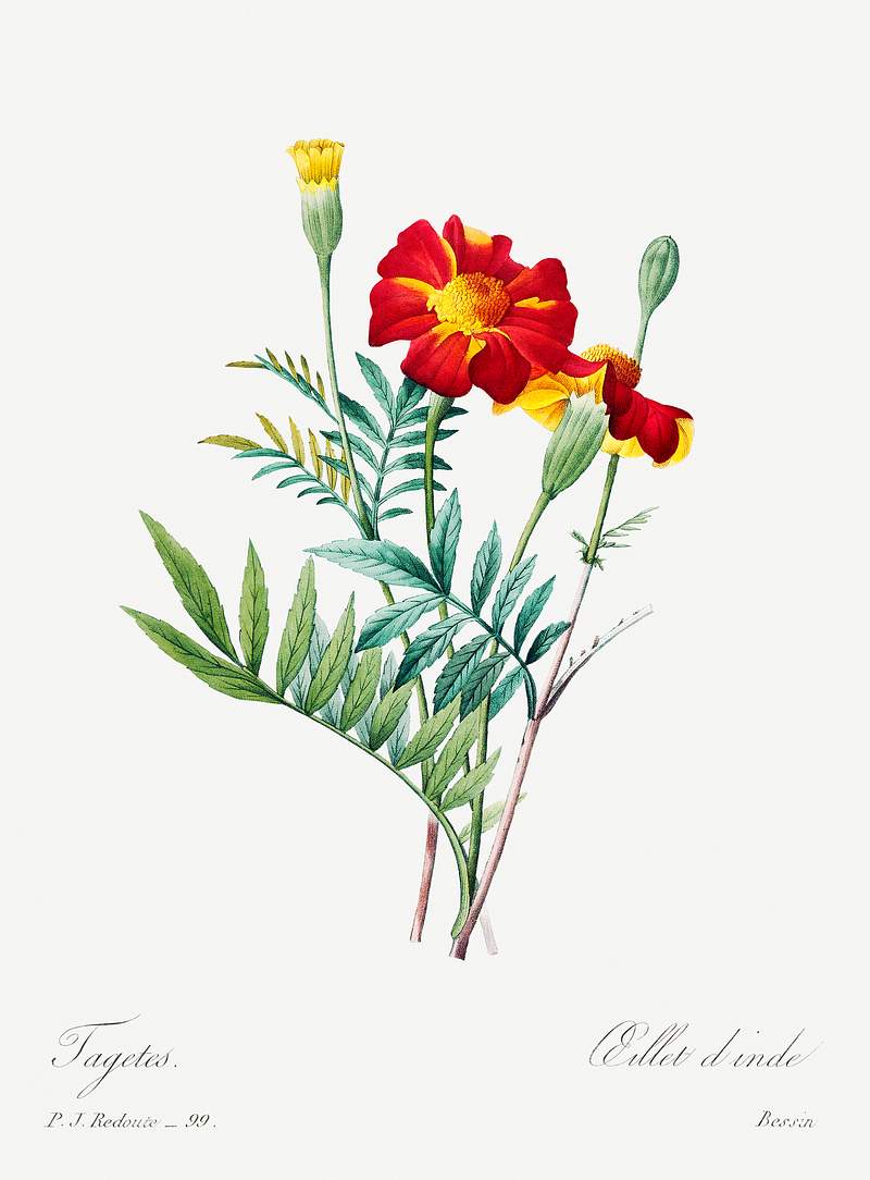Mexican flower by Pierre-Joseph Redouté (1759–1840). Original from Biodiversity Heritage Library. Digitally…