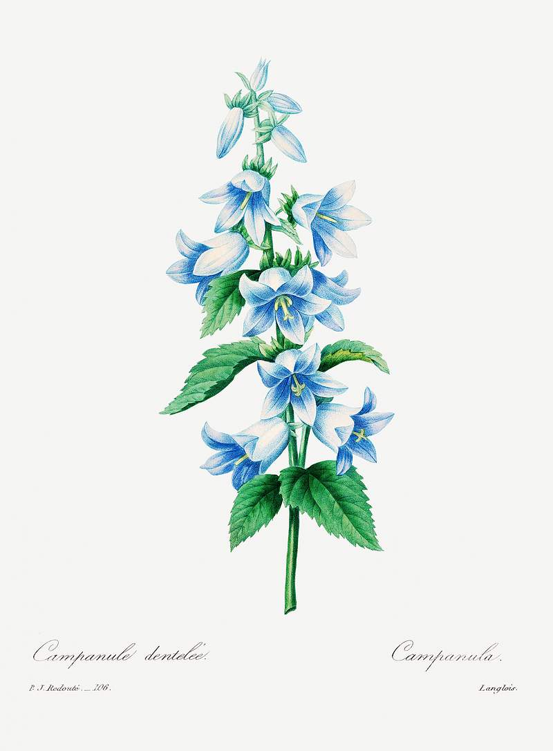 Bellflower by Pierre-Joseph Redouté (1759–1840). Original from Biodiversity Heritage Library. Digitally enhanced…