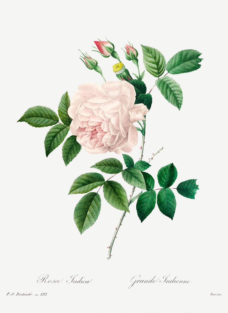 White rose by Pierre-Joseph Redouté (1759–1840). Original from Biodiversity Heritage Library. Digitally enhanced…