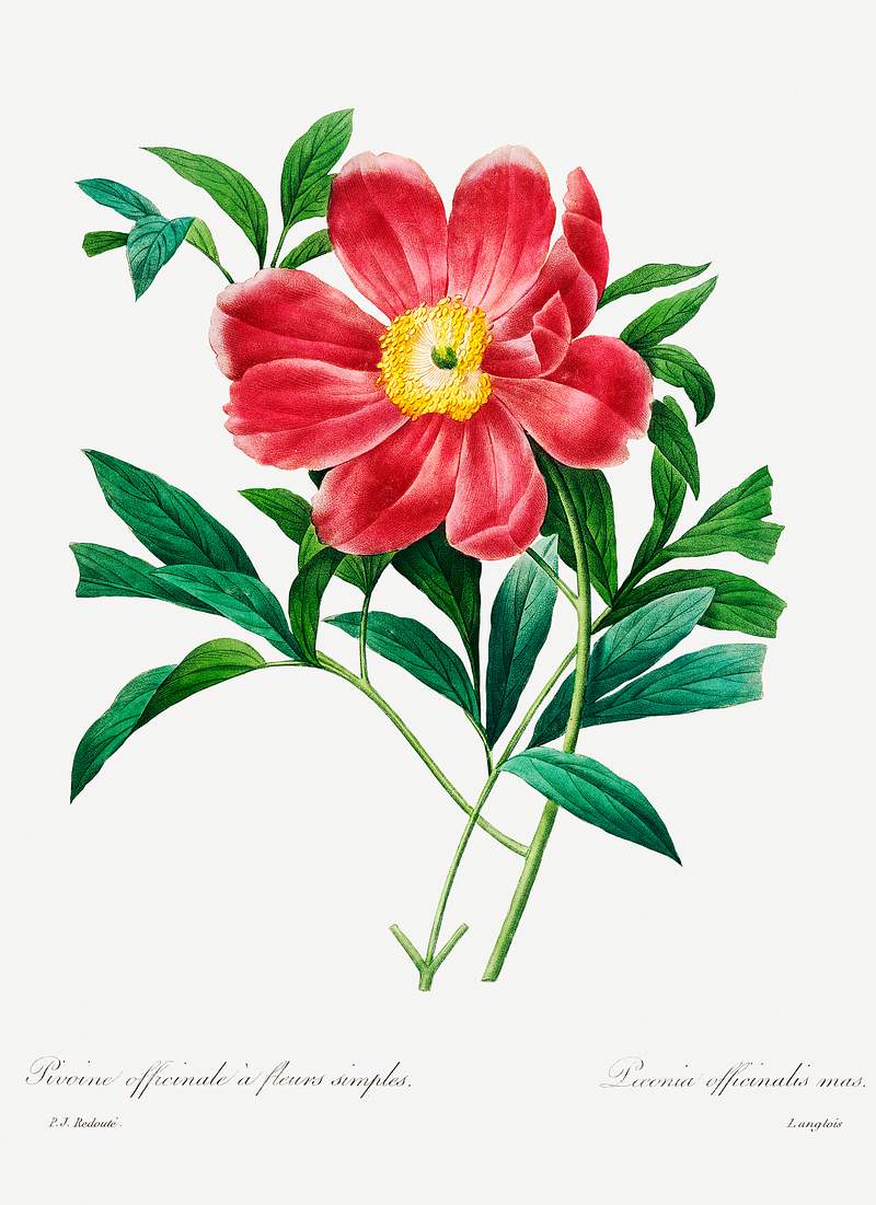Red peony by Pierre-Joseph Redouté (1759–1840). Original from Biodiversity Heritage Library. Digitally enhanced…