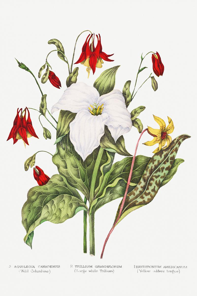 Vintage Canadian wild flowers Canadian Wild Flowers (1869) Plate III: 1. Erythronium Americanum (Yellow Adders Tongue) 2. Trillium Grandiflorum (Large…