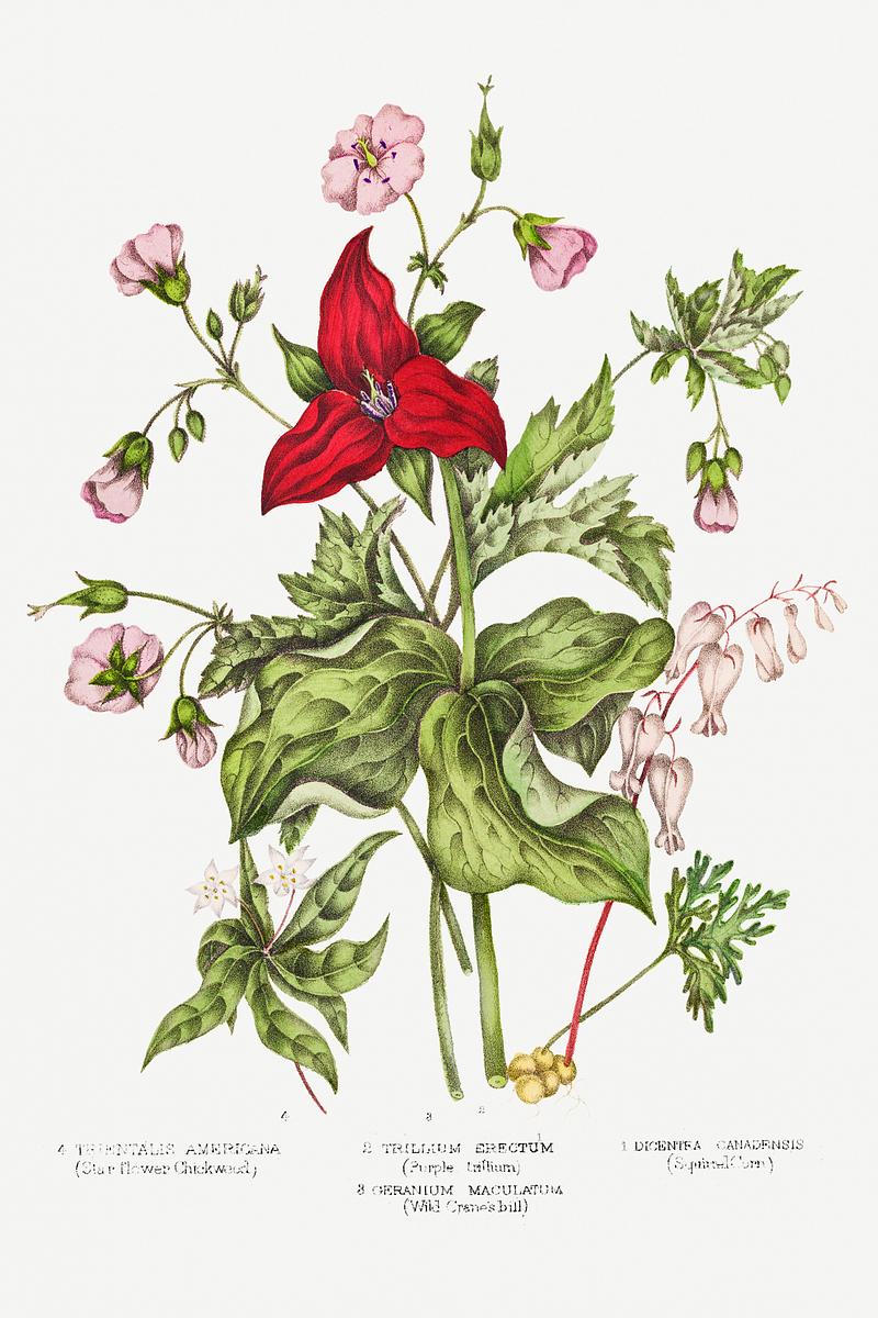 Vintage Canadian wild flowers Canadian Wild Flowers (1869) Plate IV: 1. Dicentra Canadensis (Squirrel Corn) 2. Trillium erectum (Purple Trillium) 3.…