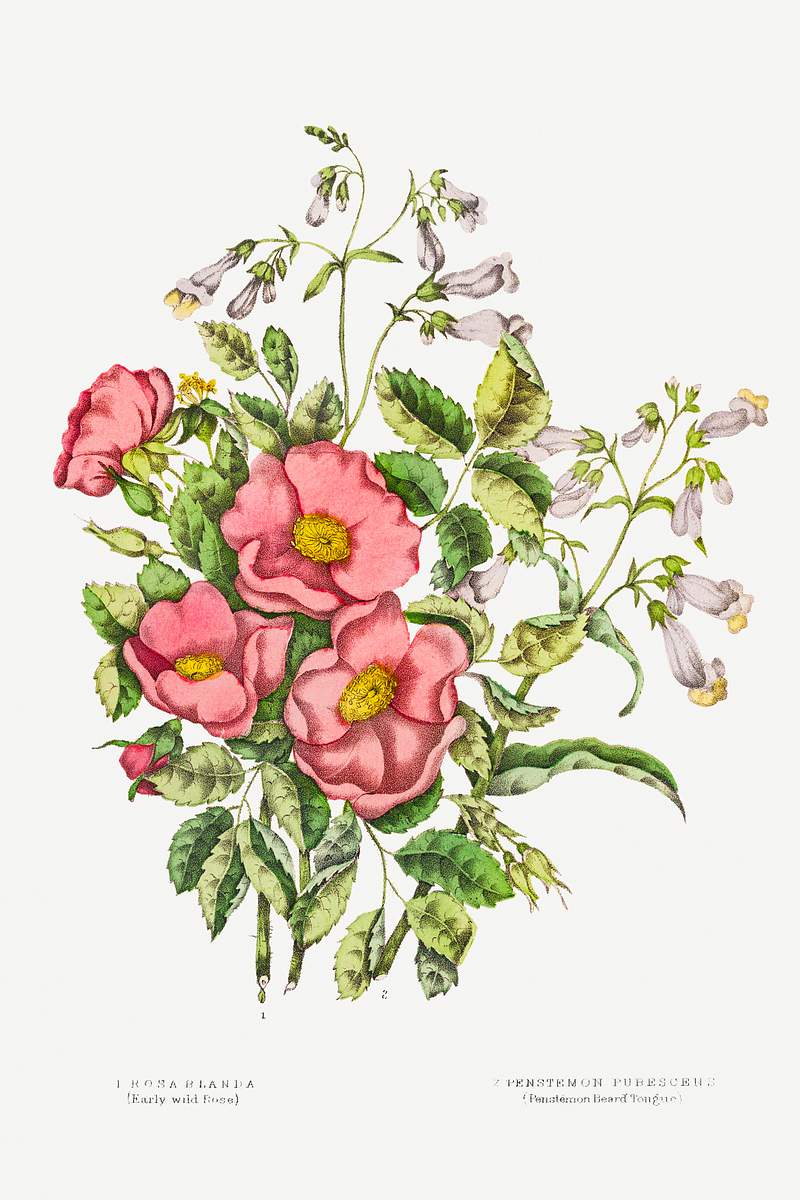 Canadian Wild Flowers (1869) Plate VII: 1. Rosa Blanda (Early Wild Rose) and 2. Pentstemon Pubescens (Penstemon Beard Tongue)…
