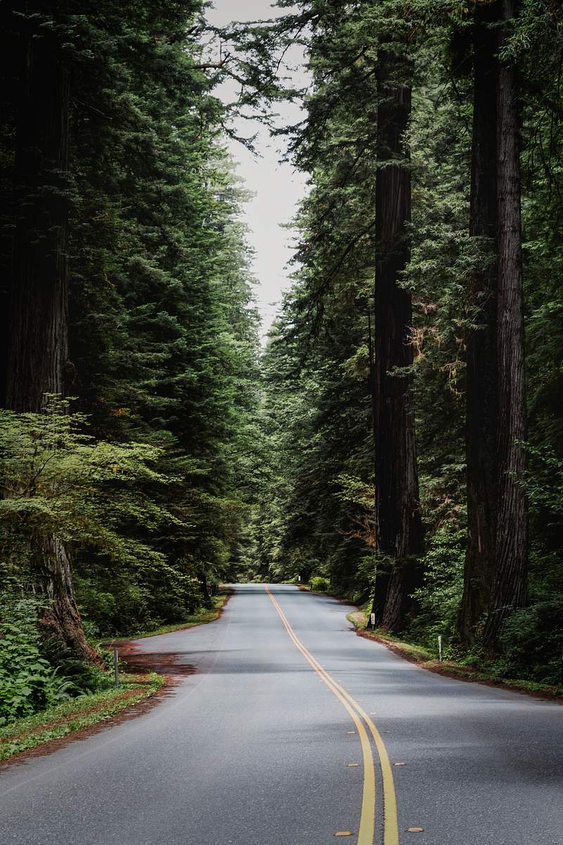 Carol M. Highsmith’s California | Free public domain photo The Redwood National and State Parks (RNSP) are located in the United States, along the coast of northern California.…