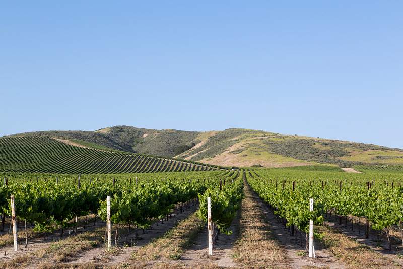 California vineyards. Original image from Carol M. Highsmith’s America. Digitally enhanced by rawpixel.