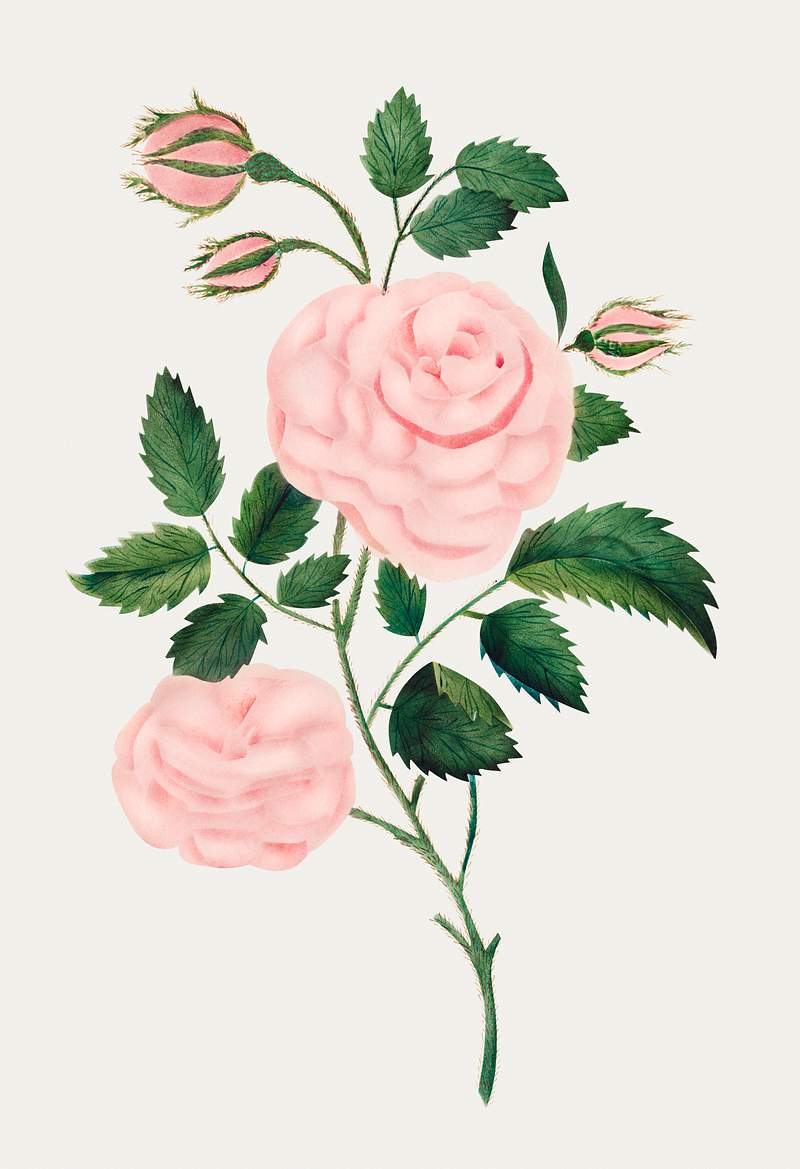 Damask Rose by Mary Altha Nims (1817–1907). Original from The Cleveland Museum of Art. Digitally enhanced by rawpixel.