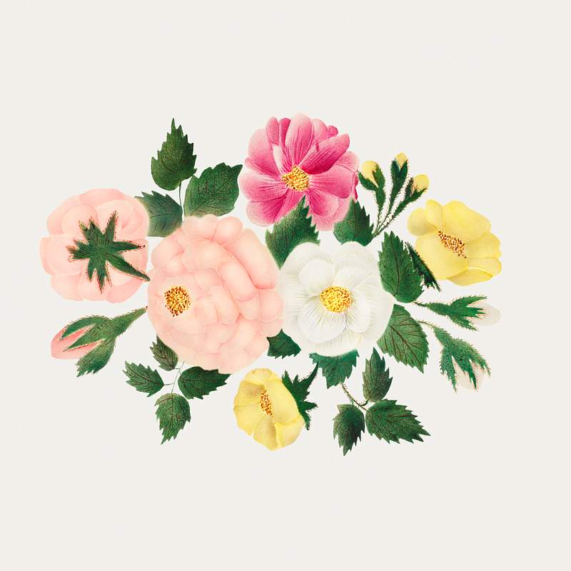 June Roses by Mary Altha Nims (1817–1907). Original from The Cleveland Museum of Art. Digitally enhanced by rawpixel.