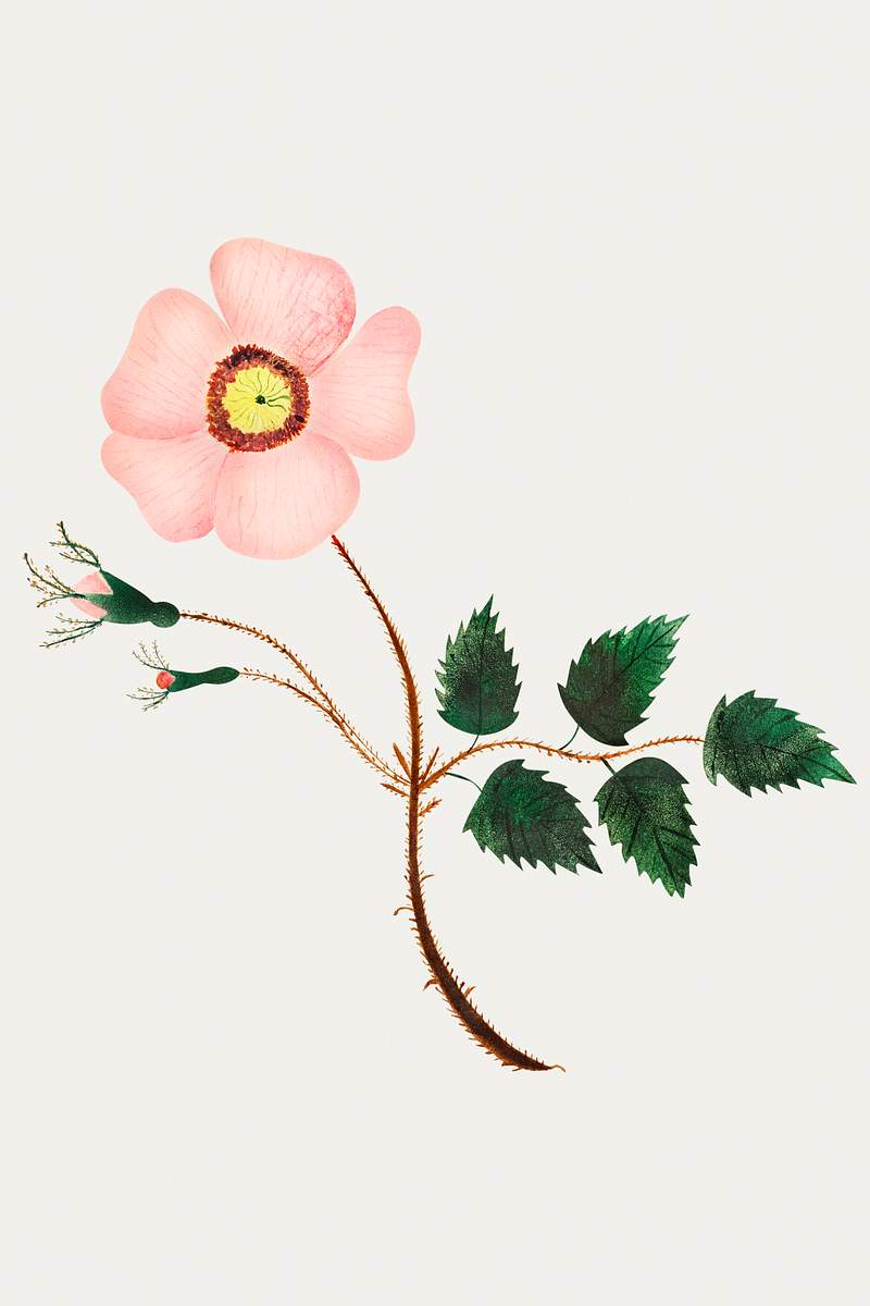 Wild Rose by Mary Altha Nims (1817–1907). Original from The Cleveland Museum of Art. Digitally enhanced by rawpixel.