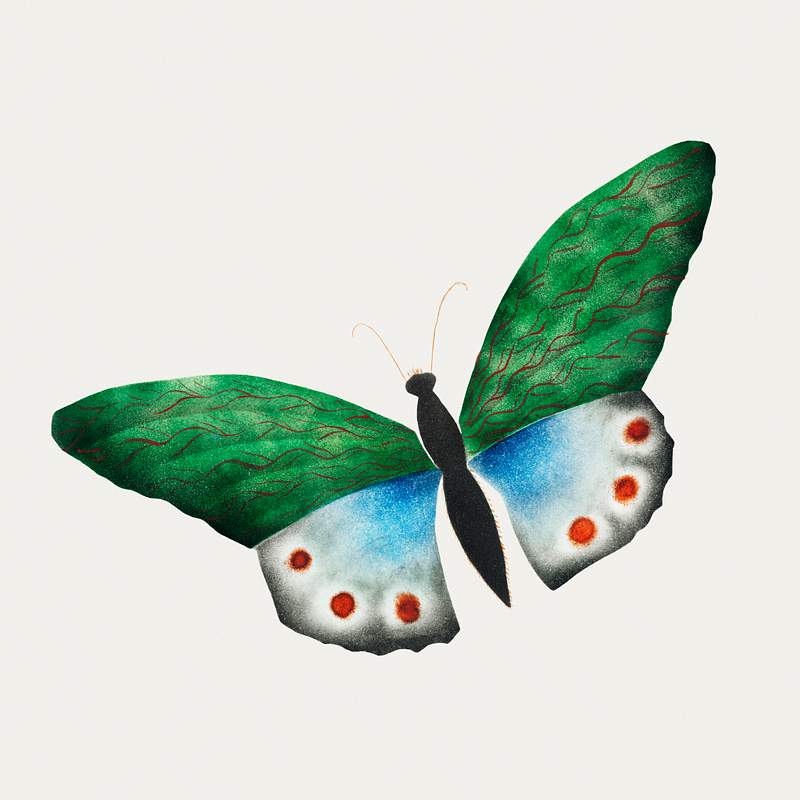 Butterfly by Mary Altha Nims (1817–1907). Original from The Cleveland Museum of Art. Digitally enhanced by rawpixel.