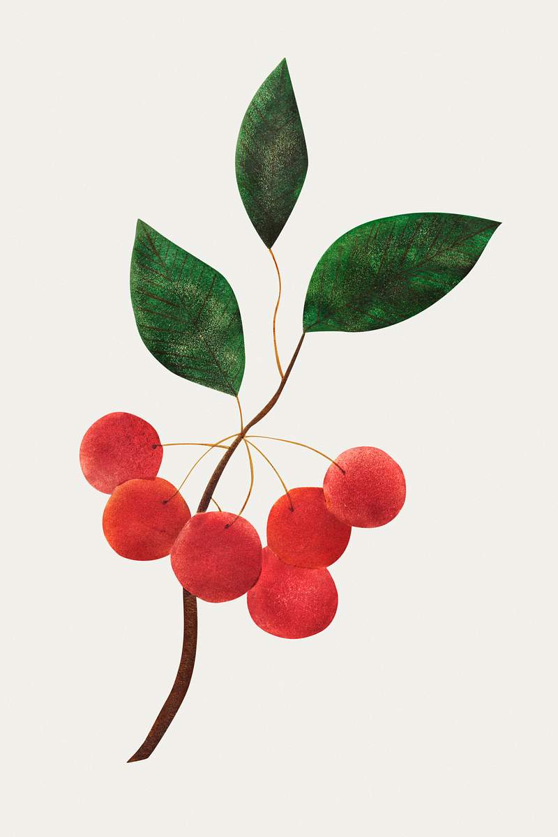 Mary Altha Nims Artwork | Free public domain illustration Siberian apple by Mary Altha Nims (1817–1907). Original from The Cleveland Museum of Art. Digitally enhanced by…