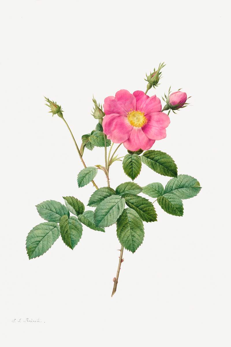 Cabbage Rose (Rosa Centifolia Simplex) (1817–1824) by Pierre-Joseph Redouté and Henry Joseph Redouté.…