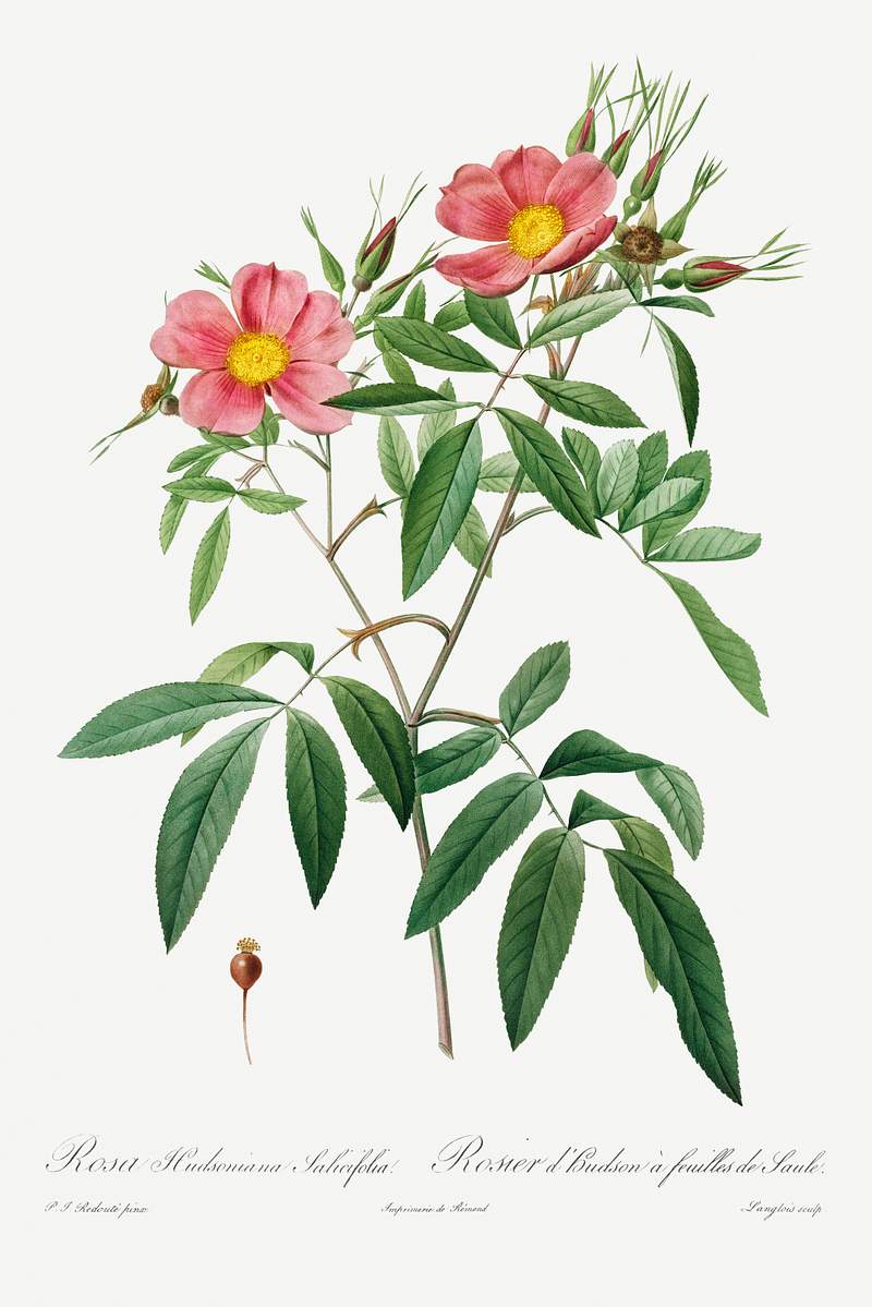 Rosa Hudsoniana Salicifolia (1817–1824) by Pierre-Joseph Redouté and Henry Joseph Redouté. Original from…