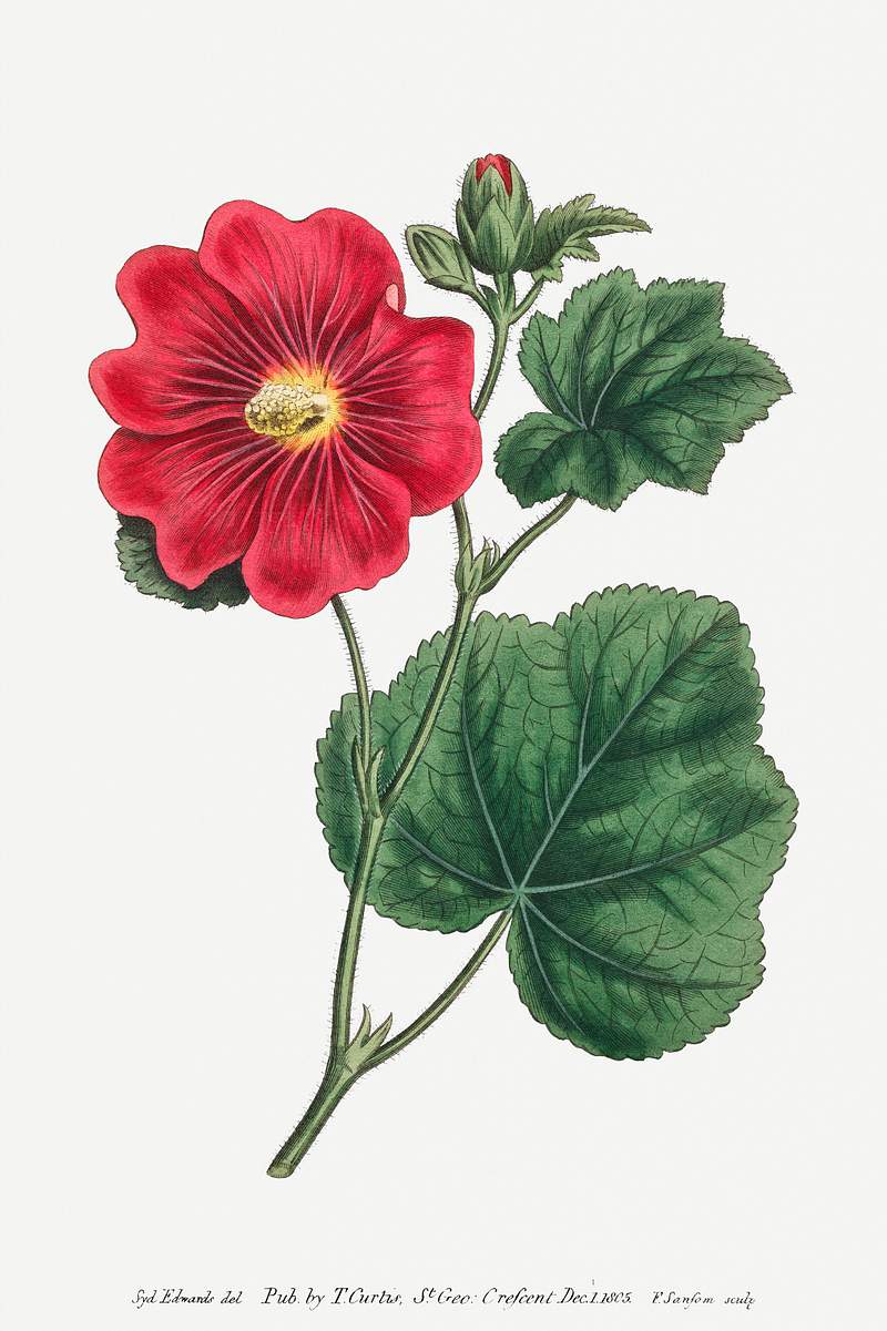 Seringapatam A Hollyhock (Alcea Rosea) (1815)… | Free public domain illustration Seringapatam A Hollyhock (Alcea Rosea) (1815) Image from The Botanical Magazine or Flower Garden Displayed by Francis Sansom.…