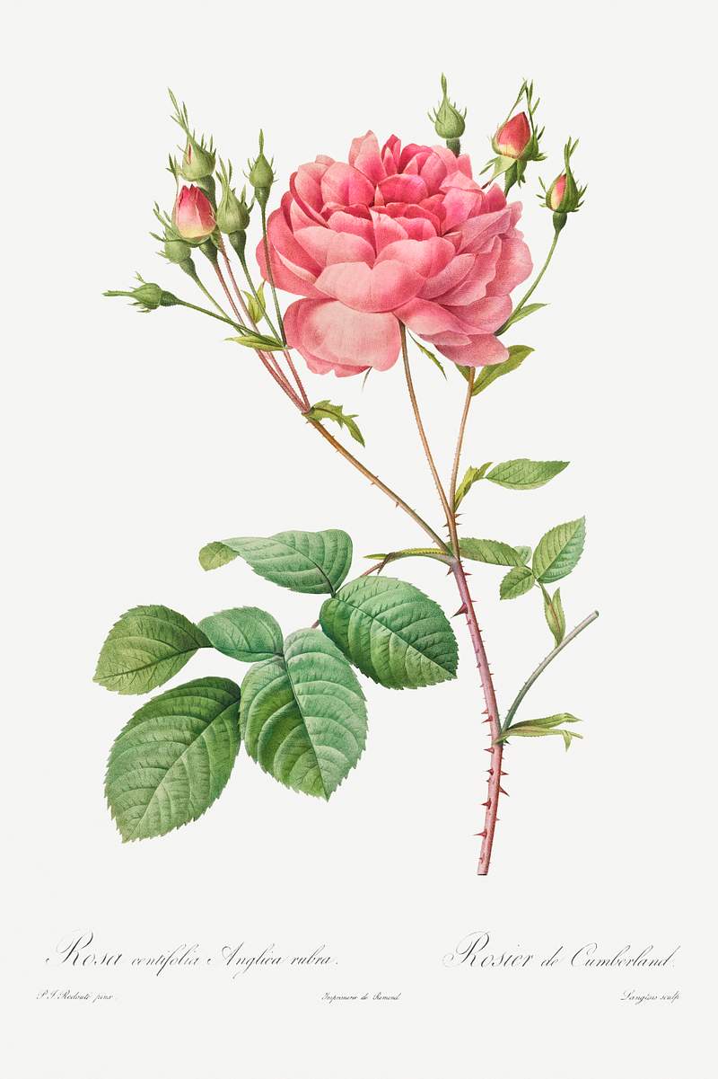 Rosa Centifolia Anglica Rubra (1817–1824) by Pierre-Joseph Redouté and Henry Joseph Redouté. Original…
