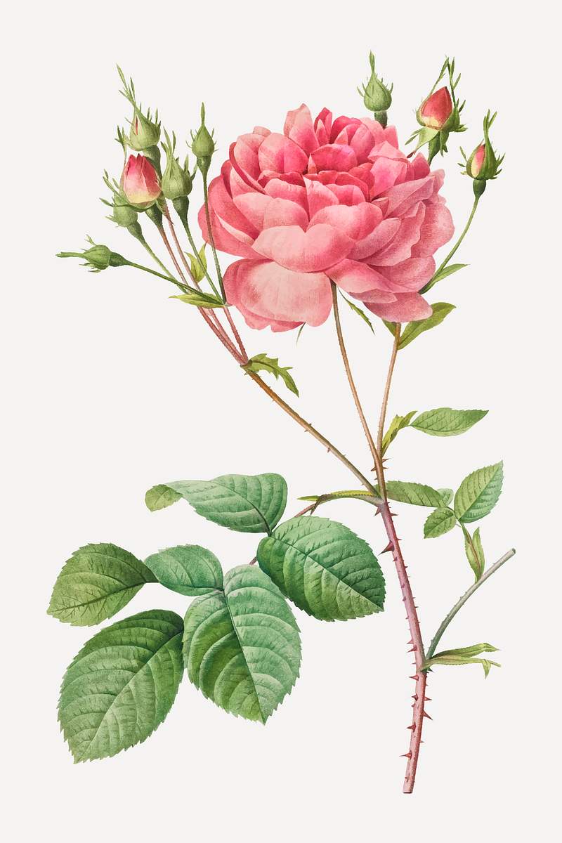 Download Vintage rose vector