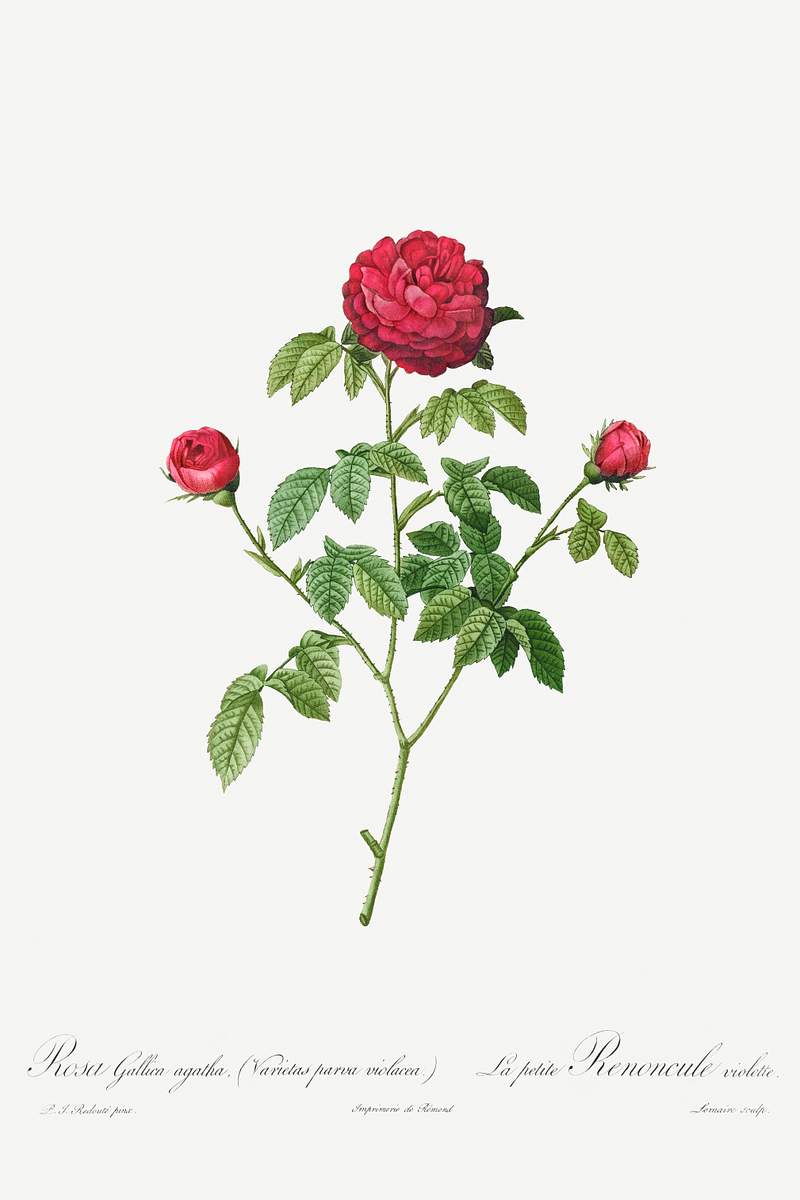Provence or French Rose (1817–1824) by Pierre-Joseph Redouté and Henry Joseph Redouté. Original from The…