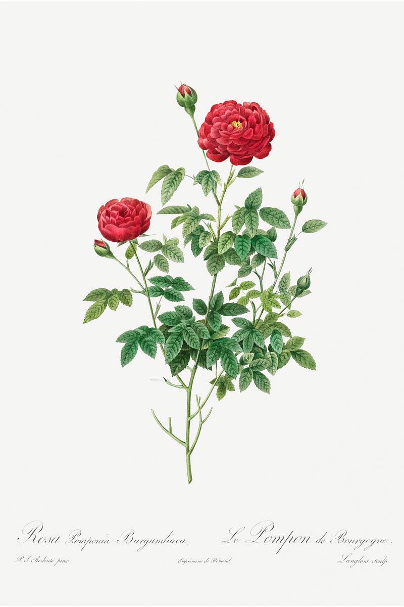 Pompon Rose (1817–1824) by Pierre-Joseph Redouté and Henry Joseph Redouté. Original from The Cleveland…