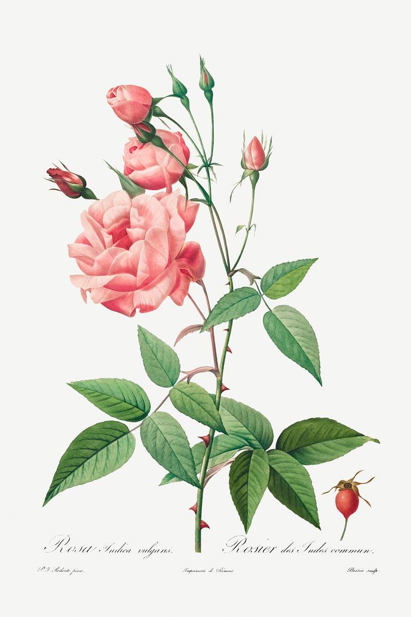 Rosa Gallica (1817–1824) by Pierre-Joseph Redouté and Henry Joseph Redouté. Original from The Cleveland…