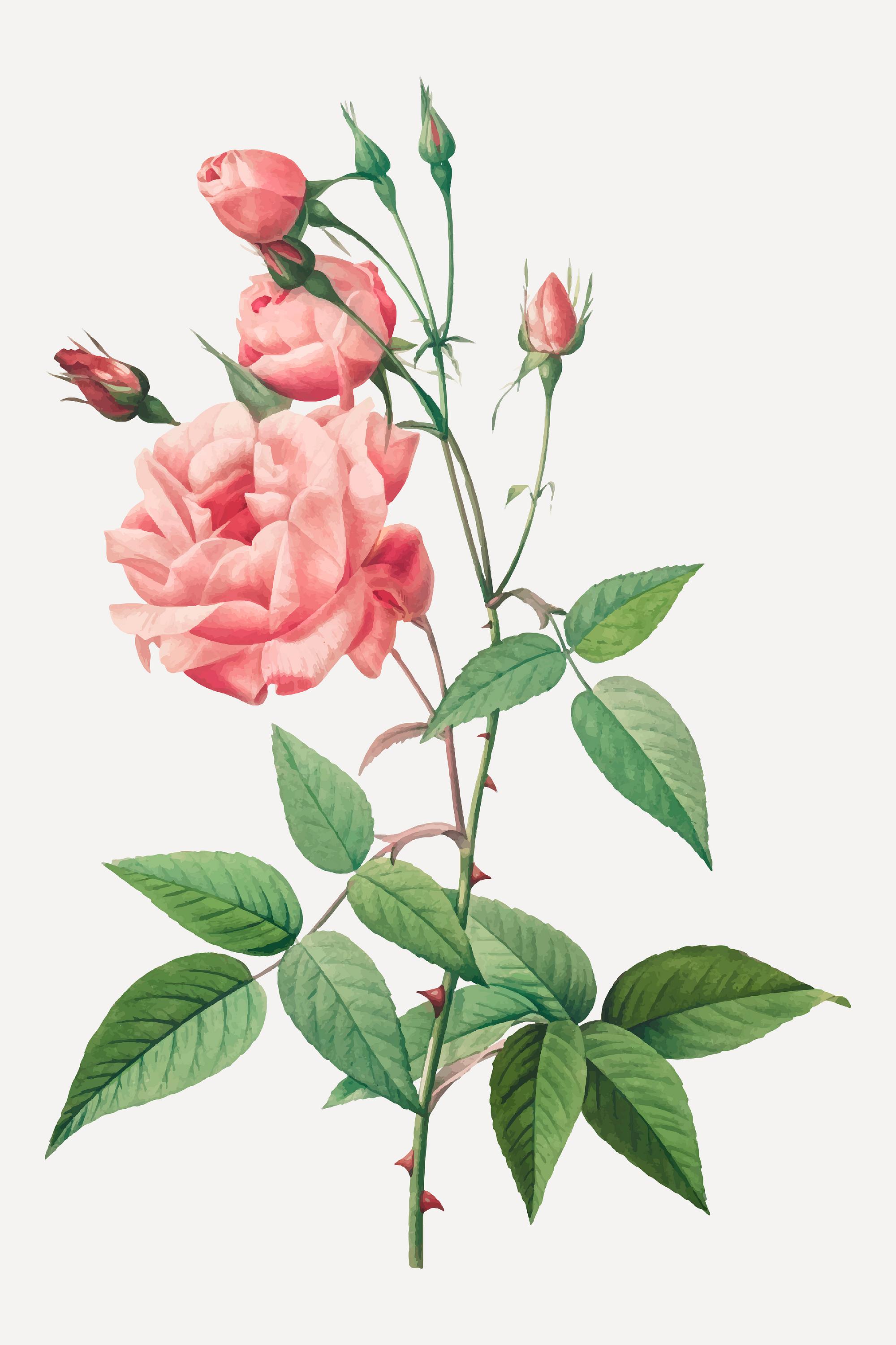 Antique plant drawn by Pierre-Joseph Redouté(1759-1840 ) | Royalty free ...