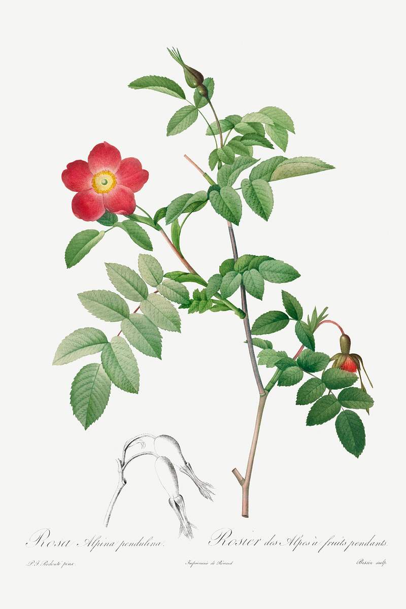 Rosa Alpina Pendulina (1817–1824) by Pierre-Joseph Redouté and Henry Joseph Redouté. Original from The…