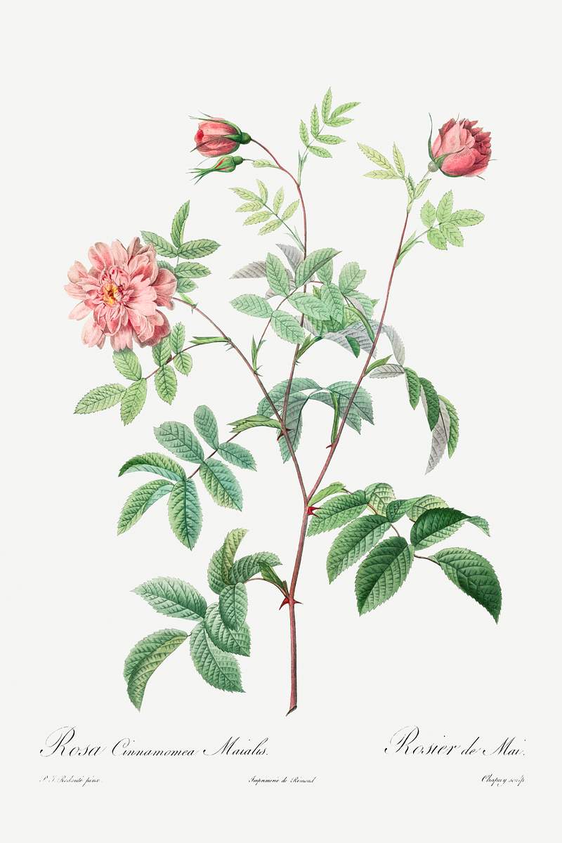 Rosa Cinnamomea (1817–1824) by Pierre-Joseph Redouté and Henry Joseph Redouté. Original from The…