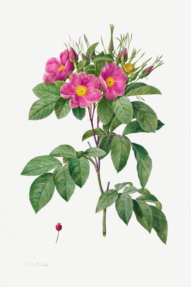 Pasture Rose (Rosa Carolina Corymbosa) (1817–1824) by Pierre-Joseph Redouté and Henry Joseph Redouté.…
