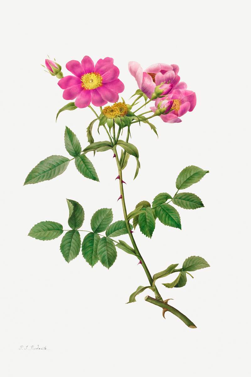 Rosa Collina Monsoniana (1817–1824) by Pierre-Joseph Redouté and Henry Joseph Redouté. Original from The…