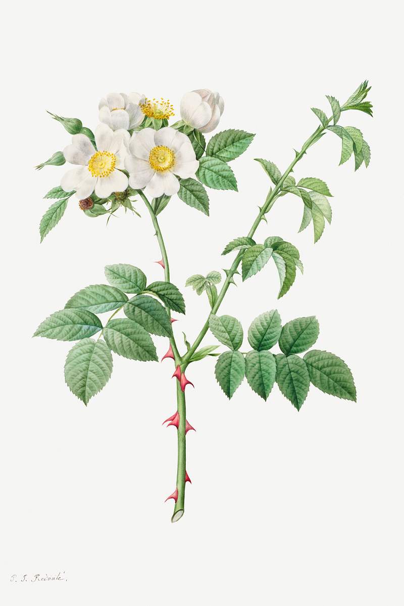Brier Bush Rose or Dog Rose (Rosa Leucantha) (1817–1824) by Pierre-Joseph Redouté and Henry Joseph…