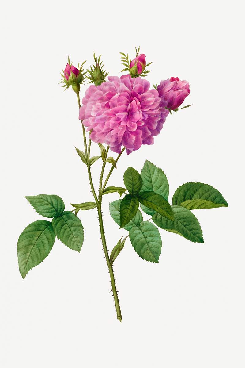 Agatha Rose (Rosa Gallica Agatha) (1817–1824) by Pierre-Joseph Redouté and Henry Joseph Redouté. Original…